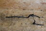 45124-mal-g01 Honda Oem Front Brake Caliper Hoses Lines