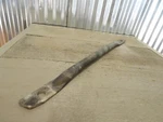 01-07 Honda Shadow Spirit VT750DC Rear Brake Stay Drum Arm Bracket 43431-MBA-J10. Fixed Price $12.04.