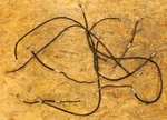 Ducati Diavel 1200 2013 2014 2015 2016 2017 2018 Brake Line Hose Pipe. Fixed Price $35.00.
