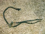 1986 Honda VF700 C Magna Front Brake Splitter Joint Two Way Lines 45127-MB1-000. Fixed Price $16.99.